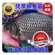 中科五號鯽魚(yú)苗漁場(chǎng)直供工程鯽彭澤鯽高背鯽土鯽魚(yú)苗鮮活魚(yú)苗批發(fā) 中科五號3-4公分500條送10%