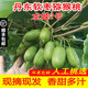 四叔公果蔬遼寧丹東軟棗獼猴桃 長(cháng)形龍城2號綠心奇異果（順豐速發(fā)）新鮮水果 長(cháng)形 大果 15- 20g 3斤