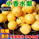 教蔬鮮生【順豐直達】東北香水梨新鮮東北小香水梨南果梨5斤當季時令新鮮 5斤 現(xiàn)摘現(xiàn)發(fā)
