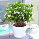 致薈樹(shù)四季茉莉花盆栽陽(yáng)臺觀(guān)花植物茉莉花苗辦公室內桌面綠植花卉帶花苞 茉莉花【敞口盆】