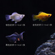 AIPHAROW高帆紅箭魚(yú)活體觀(guān)賞魚(yú)高鰭月光魚(yú)米奇胎生魚(yú)熱帶魚(yú)皮球瑪麗魚(yú)活體 金色+銀色+黑色皮球魚(yú)(各1條)