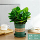 中夢(mèng)碧玉盆栽室內綠植盆景豆瓣綠客廳桌面綠植常青 碧玉（加侖盆）