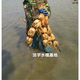 淺水藕種根蓮藕種藕深水藕種 高產(chǎn)食用蓮藕種苗 藕帶苗藕苗 粉藕 蓮藕苗5棵裝（帶芽發(fā)貨）
