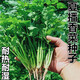 蘇瑞耐寒耐熱香菜種子大葉芫荽陽臺四季香菜種菜種籽種籽農(nóng)家蔬菜種孑 四季香菜【20克】