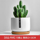 綠蔭巷子仙人掌球多肉植物盆栽室內(nèi)類電腦桌面綠植小盆栽組合好養(yǎng)肉肉盆景 【萬重山】白瓷含托盆 含盆