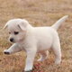 中華田園犬便宜小黃狗幼崽小花狗幼犬白色活的小狗 田園級 白色土狗 公 x 幼年(45日齡-12月齡)