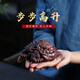復(fù)雅集 宜興紫砂茶寵擺件純手工原礦紫泥步步高升金蟾茶玩可養(yǎng)