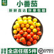千牛優(yōu)福櫻桃小番茄400g/盒  新鮮蔬菜水果西紅柿 400g 紅黃混裝1盒