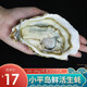 小平島【活鮮】小平島 大連生蠔 鮮活即食刺身海鮮水產(chǎn)牡蠣非乳山鮮活 鮮活生蠔(150-180g)1只