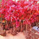 萌肉居 紅楓樹(shù)苗盆栽庭院地栽彩色綠化苗木行道樹(shù)/中苗約2CM粗源頭直發(fā)