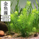 墨一水草合集凈水好養金魚(yú)藻小九冠蜈蚣草小巴榕懶人魚(yú)缸造景裝飾真草 （15-20厘米）金魚(yú)藻5株