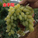 四季葡萄苗盆栽爬藤果樹(shù)當年結果藍寶石葡萄樹(shù)苗北方品種南方種植葡萄大苗 金手指十年苗【當年結果】 50cm(含)-60cm(不含)