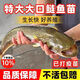 SMVP南方大口鯰魚(yú)苗淡冷水養殖胡二須子鯰大型冷水魚(yú)埃及鯰魚(yú)土鯰魚(yú)苗淡水魚(yú)苗活體 【順豐】10條+1條+飼料 7-10厘米大口鯰魚(yú)苗