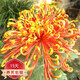 種花迷菊花盆栽植物開(kāi)花大菊花帶花苞乒乓菊長(zhǎng)壽花盆栽植花卉 龍爪菊（ 金雞報(bào)曉（苗5棵）