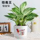 綠蔭巷子大葉綠公主金鉆植物辦公室內客廳花卉吸甲醛好養易活綠植盆栽 【招財貓瓷】鉑金鉆 大號30cm