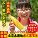 密云農(nóng)家自種新鮮帶皮老玉米 兒時(shí)味道老味兒笨玉米 非甜糯苞米 老式棒子 笨玉米5斤