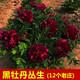 秋穎正宗洛陽(yáng)牡丹花苗大苗盆栽庭院牡丹花樹(shù)苗 黑色系叢生牡丹8年苗12個(gè)老莊包 不含盆