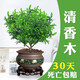 想開(kāi)正宗清香胡椒木盆栽防驅蚊草植物好養室內花卉綠植樹(shù)苗盆景 清香木+古綠金621+接水底座