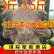 甲優(yōu)甲優(yōu)足斤 鮮活食用大甲魚活體生態(tài)放養(yǎng)團魚王八中華鱉滋補新鮮外塘 3-3.5斤 散養(yǎng)大甲魚【滋補營養(yǎng)】