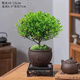禪意小葉赤楠老樁盆景苗植物花卉微景觀(guān)辦公室內好養四季常青盆栽 3年赤楠+百福紫砂盆 隨機一個(gè)鏤空底座+肥料