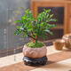 幼薇清香胡椒木盆栽辦公室驅蚊綠植盆景迷你室內桌面小盆景四季好養(yǎng) 胡椒木+蓮花陶瓷盆+圓形底盤 帶盆栽好