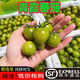 【順豐】超甜青甜2號脆甜小番茄非青口蜜綠寶石圣女果小柿子 5斤 【清甜2號小番茄】?jì)糁匮b順