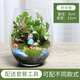 農民老史 桌面植物 微景觀(guān) 創(chuàng  )意植物 迷你盆栽 DIY植物 苔蘚生態(tài)瓶 杯中景