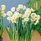 水仙花水養(yǎng)盆栽水仙植物室內(nèi)臥室客廳觀花綠植花卉盆栽h 新娘皇冠【重瓣】 5個(gè)球