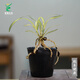 翁源蘭花苗【吉祥如意】春蘭矮種中透濃香桌面小盆栽高端小巧好養 吉祥如意【簡(jiǎn)易盆土發(fā)】