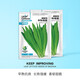 中科茂華 蔬菜種子 中科綠箭油麥菜種子  深綠色葉片 生長速度快30天采收 陽臺基地庭院種 中科綠箭100克/袋【深綠葉片】