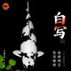 【包活包損】錦鯉活魚觀賞魚活體好養(yǎng)耐活冷水淡水魚日系錦鯉金魚 【精品】一條白寫錦鯉 18--20cm