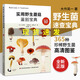 實(shí)用野生蘑菇鑒別寶典 大作晃一吹春俊光野生蘑菇使用圖鑒書(shū)籍食用蘑菇菌菇松茸菌類野生菌野生毒蘑菇識(shí)別方法采書(shū)蘑菇百科大全書(shū)