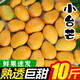 京興果正宗海南小臺(tái)農(nóng)芒果新鮮當(dāng)季特產(chǎn)小臺(tái)芒金孕婦煌熱帶水果10斤特產(chǎn) 10斤家庭裝