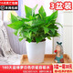 綠有意綠蘿盆栽除甲醛室內(nèi)好養(yǎng)花卉植物綠蘿批發(fā)辦公室新房裝修凈化空氣 180#】純白恐龍蛋3盆+4肥 帶盆帶土發(fā)貨