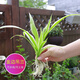 沃繡 水培植物綠植室內水養花卉盆栽銅錢(qián)草 金邊吊蘭1棵 不含盆