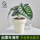鄉(xiāng)村小花醫(yī)白犀牛龍鱗海芋辦公室盆栽天鵝絨竹芋室內(nèi)好養(yǎng)耐陰網(wǎng)紅北歐綠植 奶油盆+白犀牛（植株30CM高）