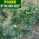 八角矮化高產(chǎn)嫁接苗廣西正宗矮化高產(chǎn)羅馬東榮大紅嫁接八角樹(shù)苗 八角嫁接苗【大紅品種】 65-80cm帶泥杯