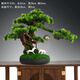 一木代傳 仿真盆景迎客松綠植禪意擺件新中式創(chuàng  )意家居裝飾品開(kāi)業(yè)喬遷禮物 馬到功成-迎客松