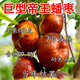 棗樹(shù)活苗新品種特大帝王蟠棗樹(shù)苗南北方四季種植果樹(shù)樹(shù)苗當年結果 2年苗1棵現挖發(fā)貨 (包成活 ) 10cm(含)-9cm(含)