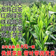 登越正宗茶葉苗龍井茶葉苗綠茶苗鐵觀(guān)音茶苗白茶樹(shù)苗毛尖茶苗綠化苗 龍井4年苗【當年可采摘】 20cm(含)-30cm(不含)