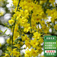 通沭迎春花樹(shù)苗垂吊爬藤庭院耐寒報春花苗 高60-70厘米25棵源頭直發(fā)