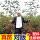 歐悟 正宗車厘子樹苗 嫁接大櫻桃苗盆栽地栽果樹苗庭院陽臺苗木南北方 八年大苗【粗3公分】