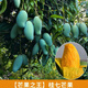 廣西芒果樹苗金煌桂七貴妃四季芒果苗樹嫁接帶土盆栽陽臺南方種植 桂七青皮芒 兩年苗