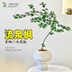 中夢流泉楓盆栽造型室內(nèi)客廳大型落地綠植祿植樹苗黃金柳泉楓觀葉植物 流泉楓50-60cm高
