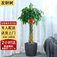 Only you【兩小時(shí)達】發(fā)財樹(shù)金錢(qián)樹(shù)散尾葵天堂鳥(niǎo)福祿桐室內盆栽開(kāi)業(yè)喬遷 五辮發(fā)財樹(shù)