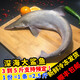 十里饞福建新鮮冷凍大鯊魚鮮活整條活體水產深海大吻尖頭斜齒鯊魚 5斤(共2-4條) 2人份