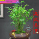 京佳樂(lè )米竹盆景室內植物室內微景觀(guān)植物苗鳳尾竹觀(guān)音竹客廳米竹子盆栽 15根【1份帶土發(fā)貨】