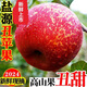 四川大涼山丑蘋(píng)果冰糖心新鮮水果應季超脆甜鹽源紅富士整箱批發(fā)價(jià) 凈重5斤大果(9-12個(gè))