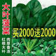超耐熱夏播王菠菜種子種籽高產(chǎn)春籽種夏季秋季四季蔬菜孑波菜夏子 粒粒精選 五包【5OOO?！?贈(zèng)品、