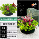 瘋狂水草坨草凈化水質(zhì)的水草景觀水養(yǎng)植物造景紅葉虎耳草大坨源頭直發(fā)包郵